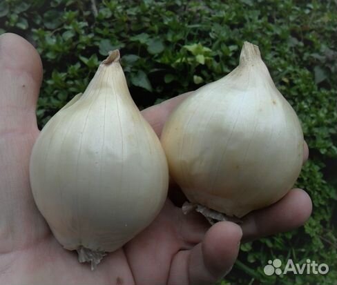 Лук семейный на посадку озимый 2 сорта