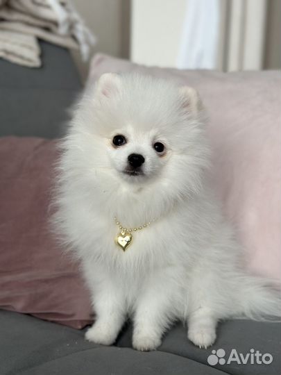 Собака на фотосессию