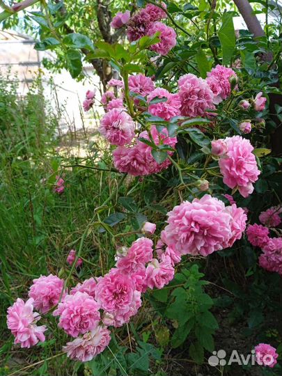 Плетущаяся роза