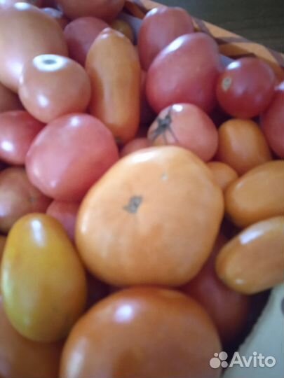 Помидоры домашние ассорти с огорода