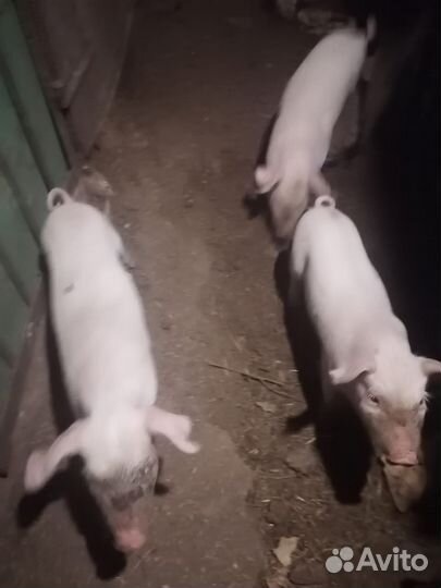 Поросята