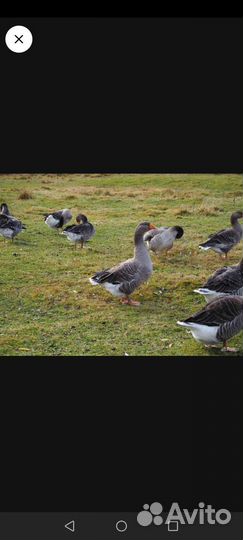 Инкубационное яйцо гусей