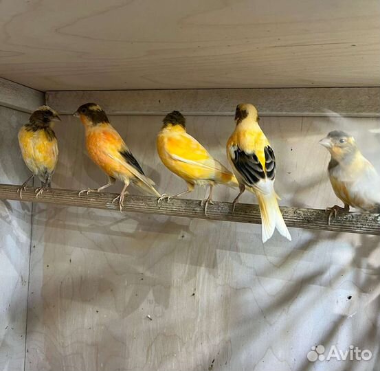 Канарейки и кенары, март 2023