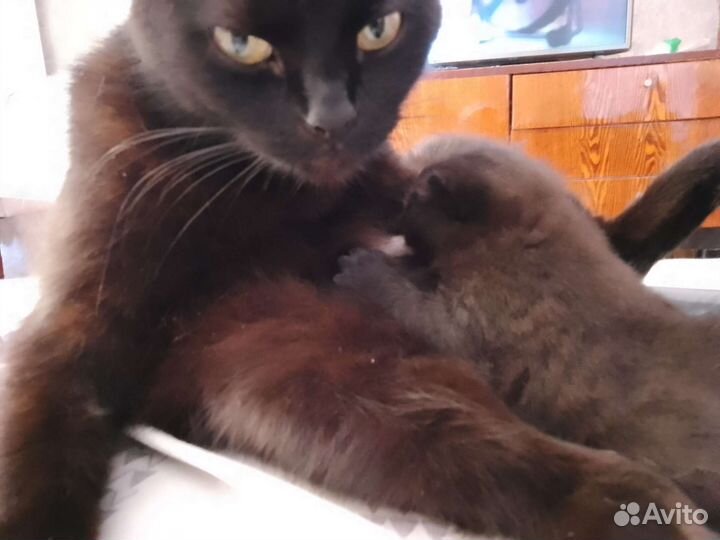 Котенок в дар