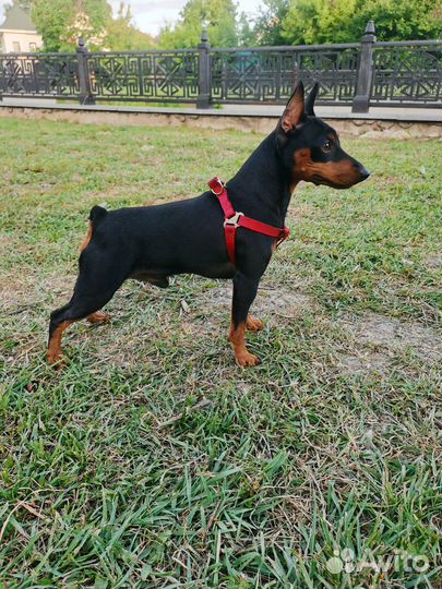 Вязка цвергпинчер