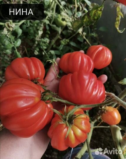 Семена коллекционных редких помидоров