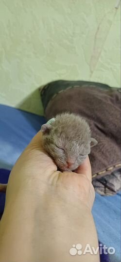 Канадский сфинкс котёнок