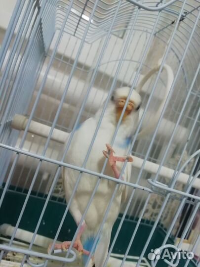Волнистый попугай с клеткой