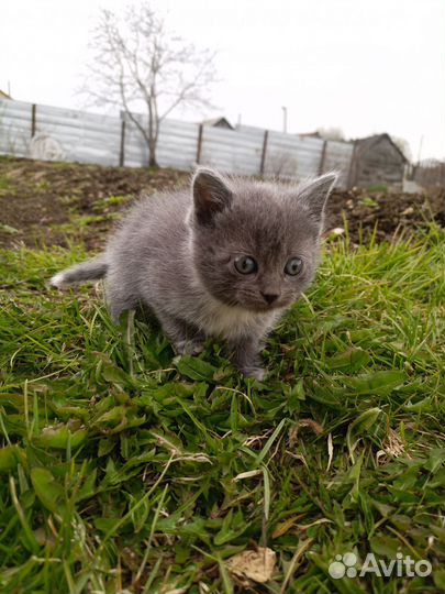 Отдам кота в добрые руки