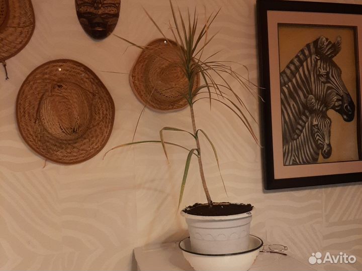 Комнатные цветы