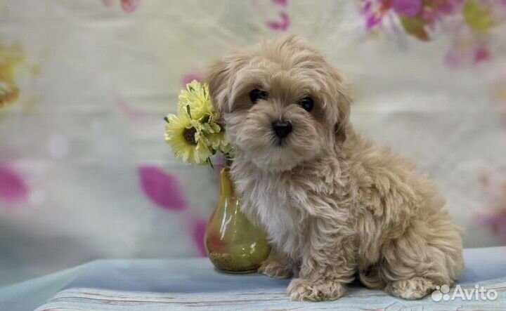 Мальтипу f1 мини и микро в Моске по летней цене