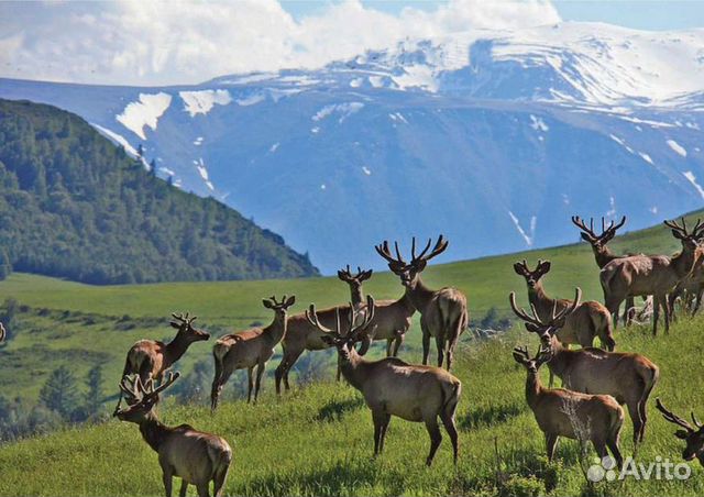 Разведение маралов+производство пантовой продукции