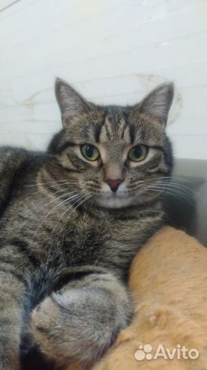 Молодой кот Василий ищет дом