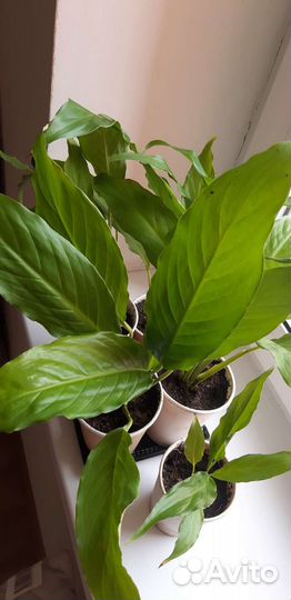 Спатифиллум (женское счастье)