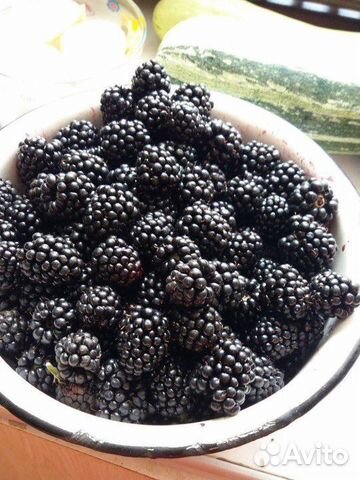 Саженцы ежевики бесшипной