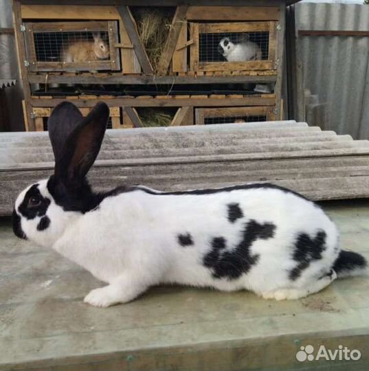 Кролик Строкач