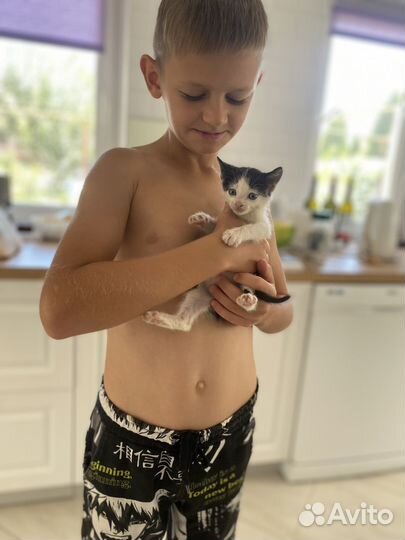 Котик в добрые руки