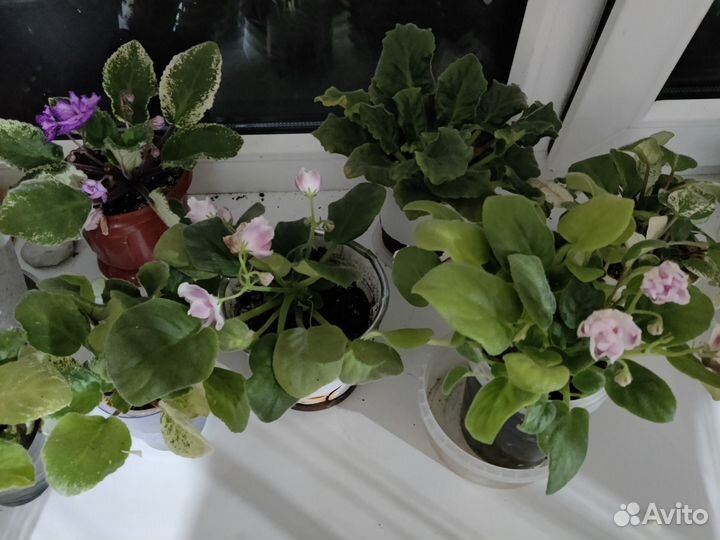 Фиалки в горшках