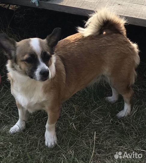 Отдам собаку в добрые руки