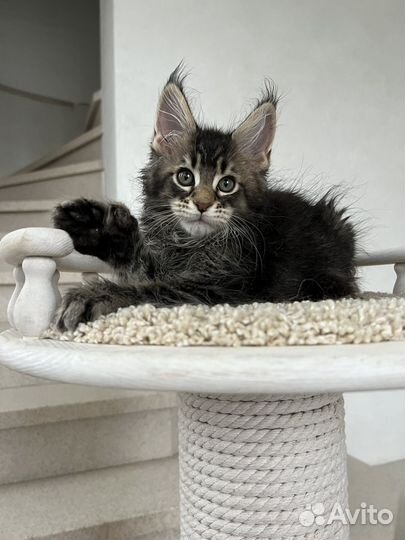 Мейн-кун-полидакт