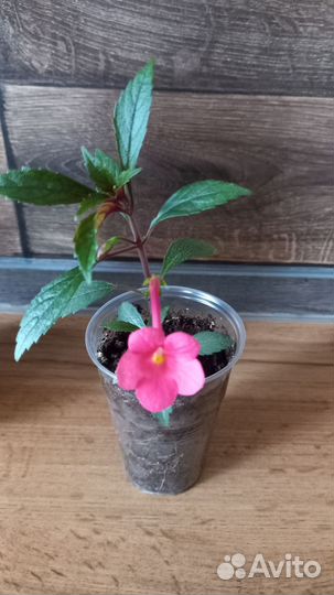 Ахименесы сортовые