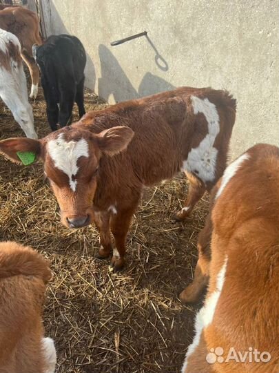 Отборные телята бычки быстрая доставка