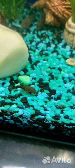 Сомики анцитрусы