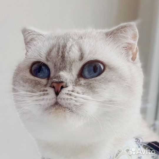 Серебристая шиншилла