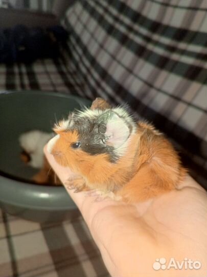 Малышарики морские свинки