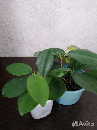 Фикус мокламе
