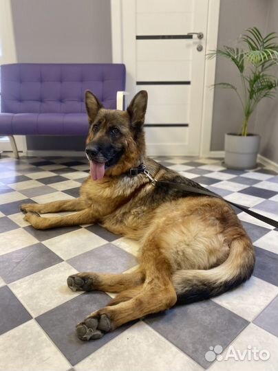 Собаке нужен дом