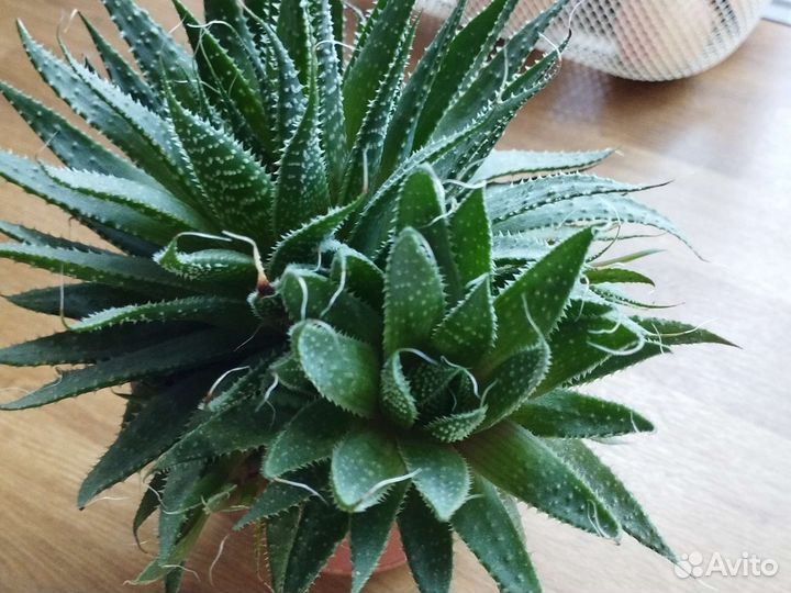 Суккулент хавортия