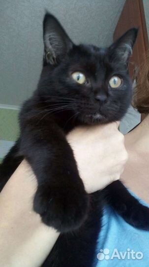 Котик и кошечка в дар