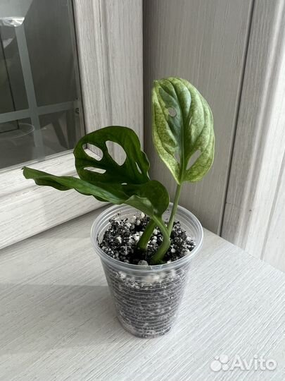Монстера адансона вариегатная