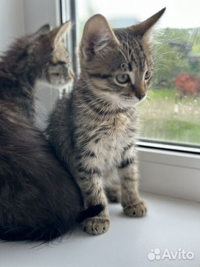 Котята мальчики в добрые руки