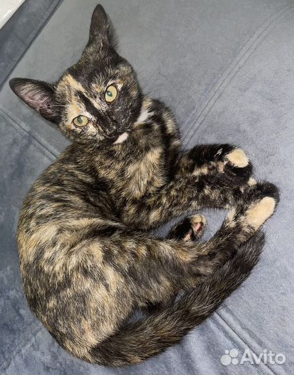 Трехцветный котенок девочка