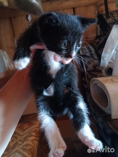 Котята в добрые руки бесплатно