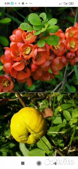 Айва японская саженцы