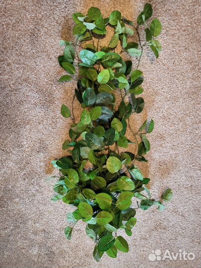 Растение калатея (лиана) искусственное