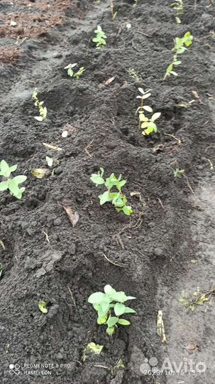 Саженцы жимолости