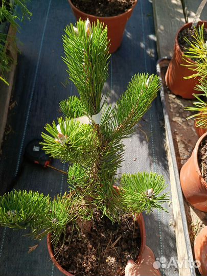 Сосна чёрная Орегон Грин, Пирамидалис