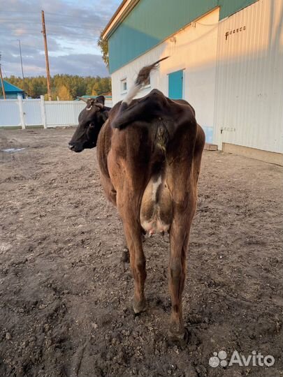 Корова первотелка