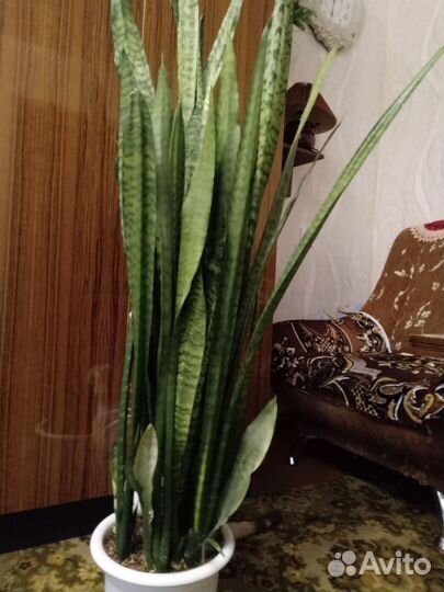 Шикарный тёщин язык