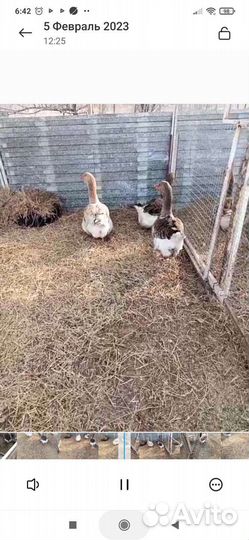 Мускусные утки, гуси тулузы и холмогоры