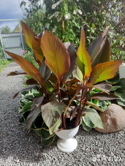 Астра осенняя, Гелениум, Ромашка канадская