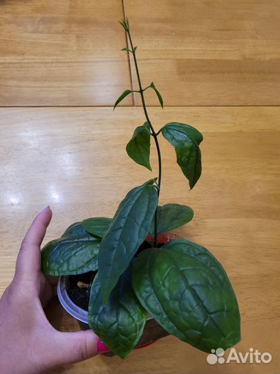 Клеродендрумы Томпсон