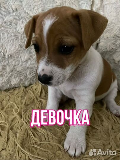 Джек Рассел терьер