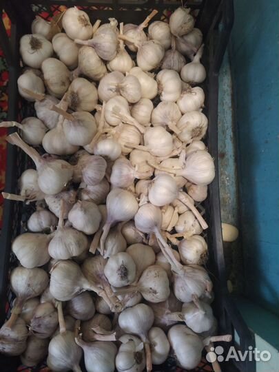 Продам яровой чеснок