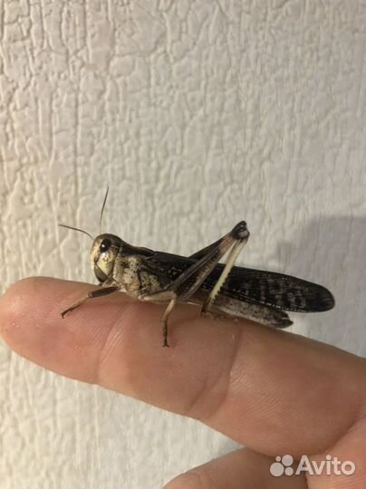 Кормовые насекомые, саранча, сверчки, гусеницы