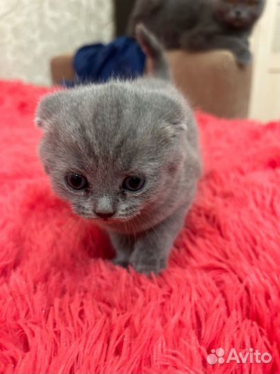 Британские вислоухие котята